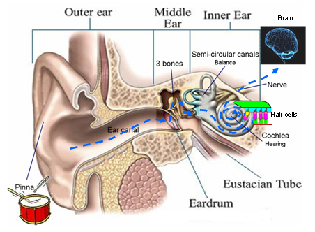 Hearing Facts – Michaelides and Vermaas