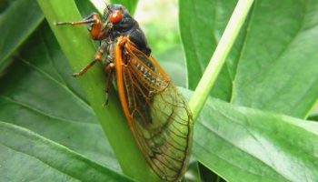 cicada-2003429_1920_0